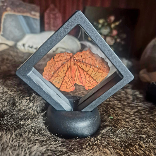 Butterfly Wing Frame