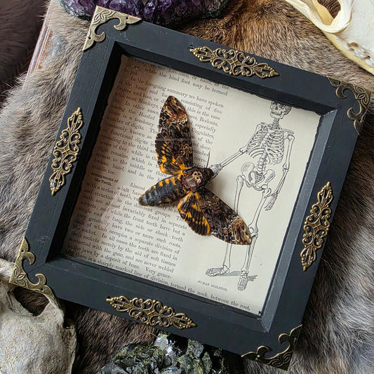 Death Head Moth Frame