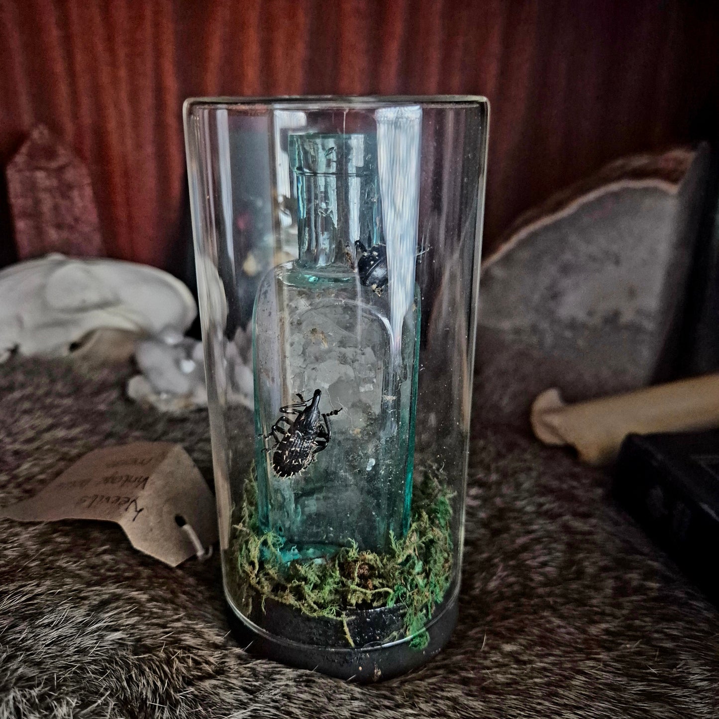 Weevils and Bottle Jar