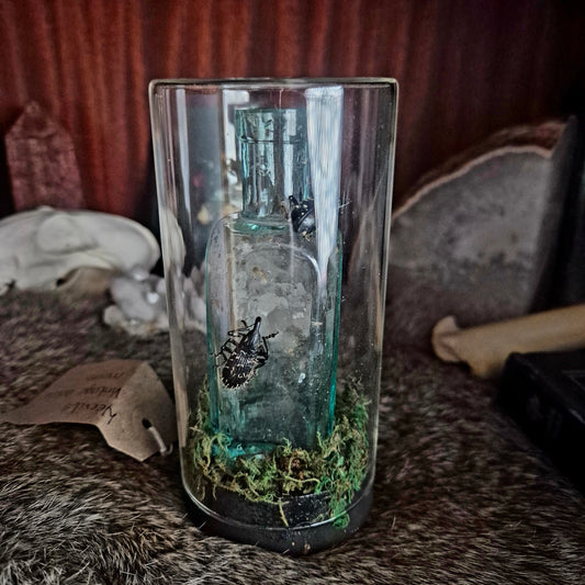 Weevils and Bottle Jar