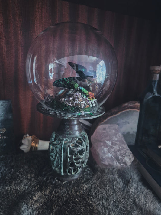 Shell and Sunset Moth Dome