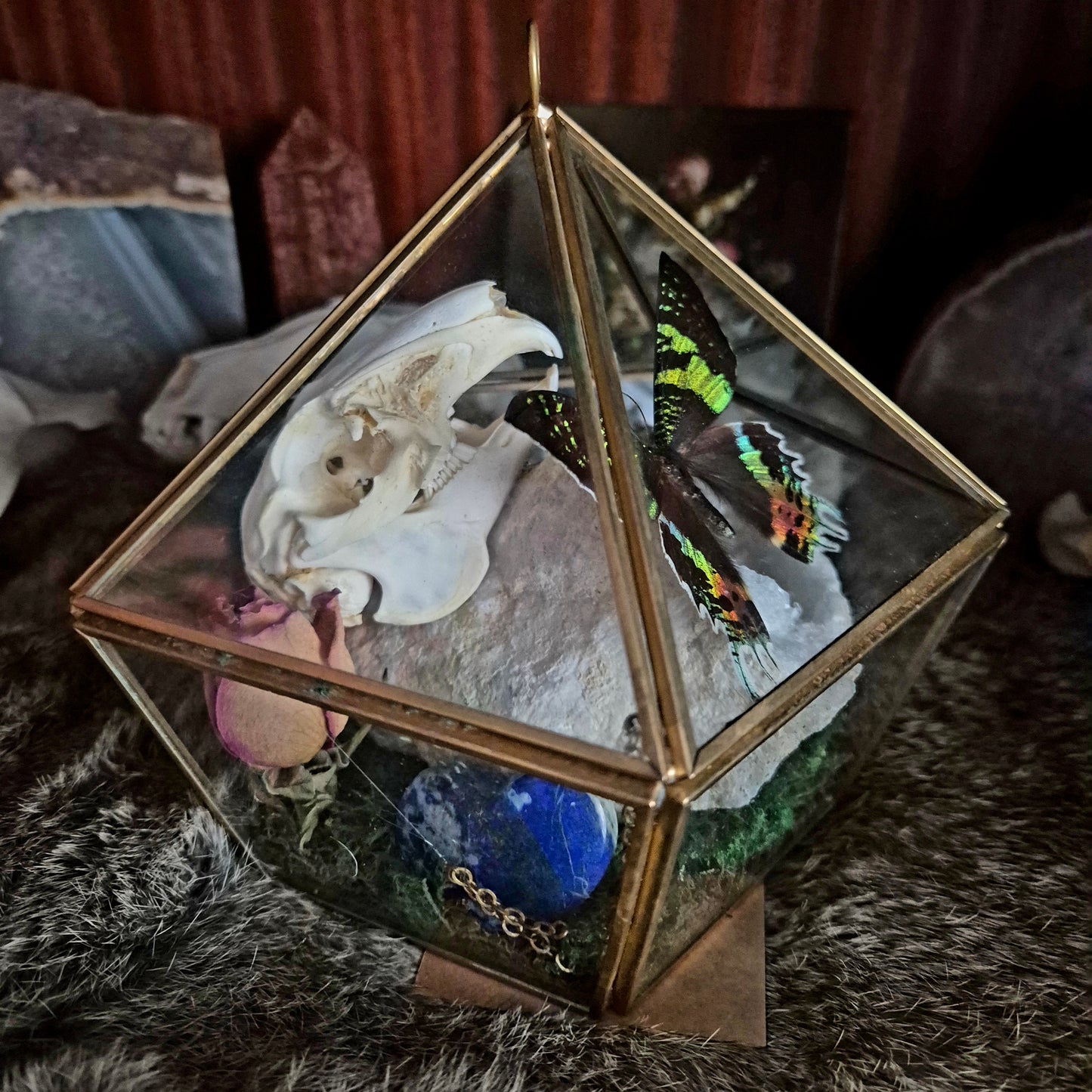 Rabbit Skull and Moth Glass Box