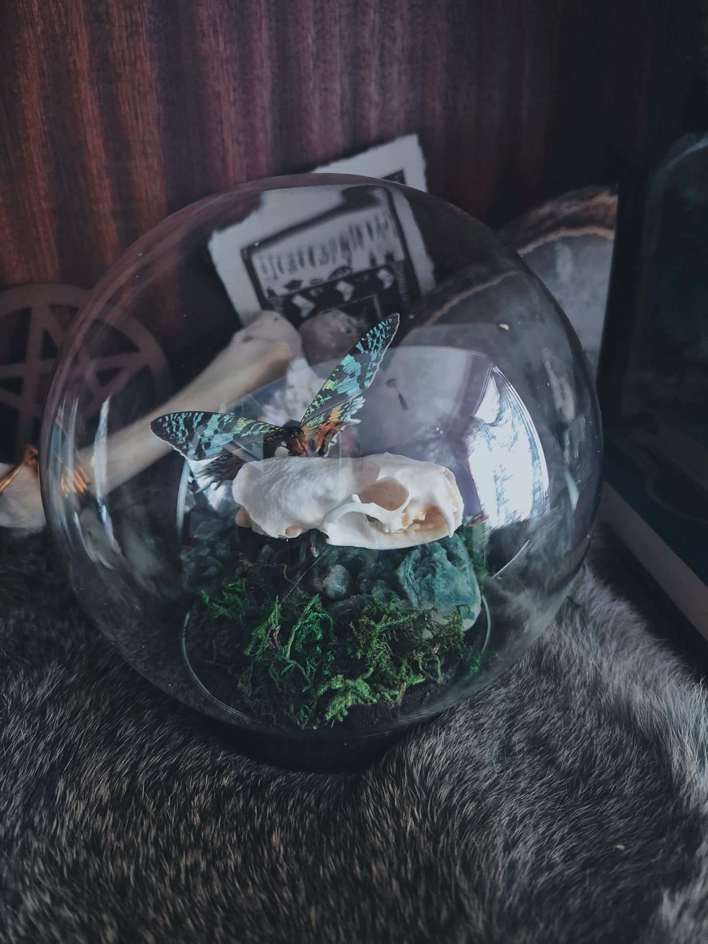 Stoat Skull and Sunset Moth Dome