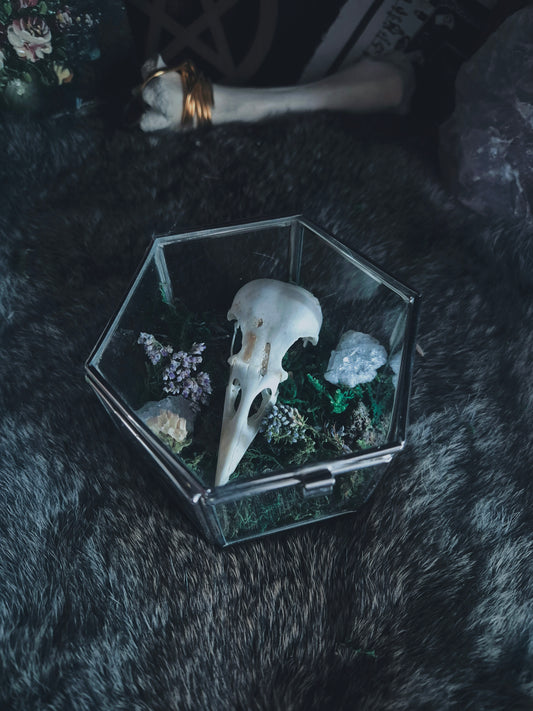 Crow Skull Box