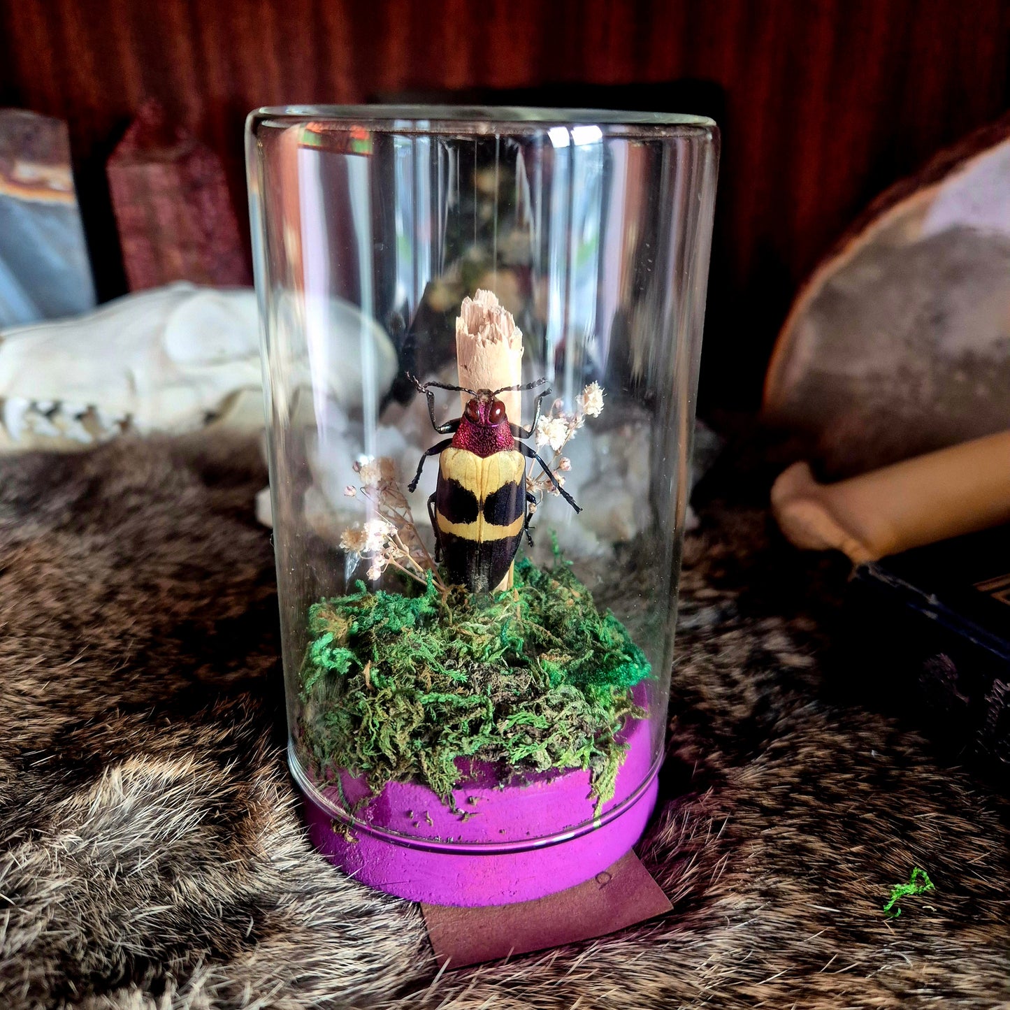 Chrysochroa Jewel Beetle Jar