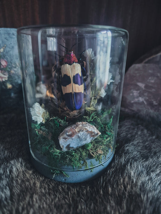 Chrysochroa Jewel Beetle Dome