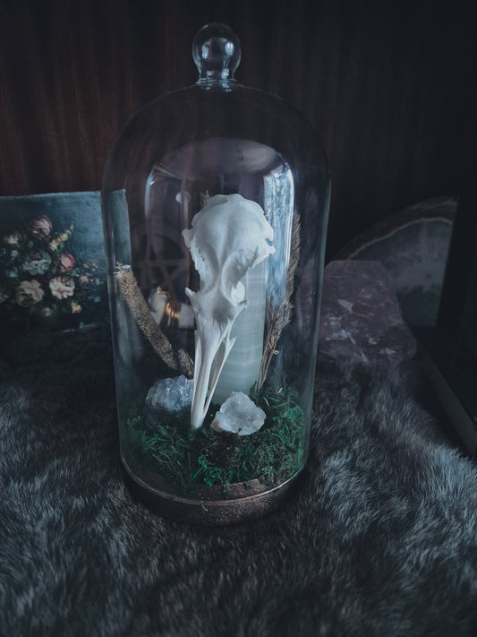 Gull Skull Dome