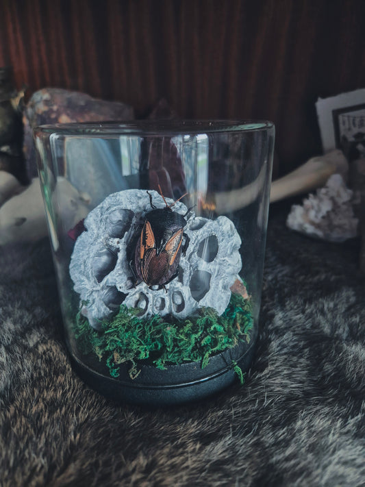 Shield Bug Dome
