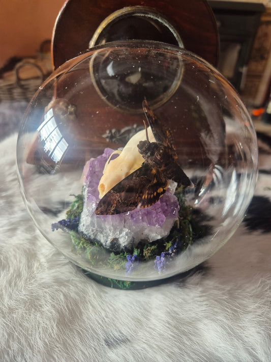 Stoat Skull and Death Head Moth