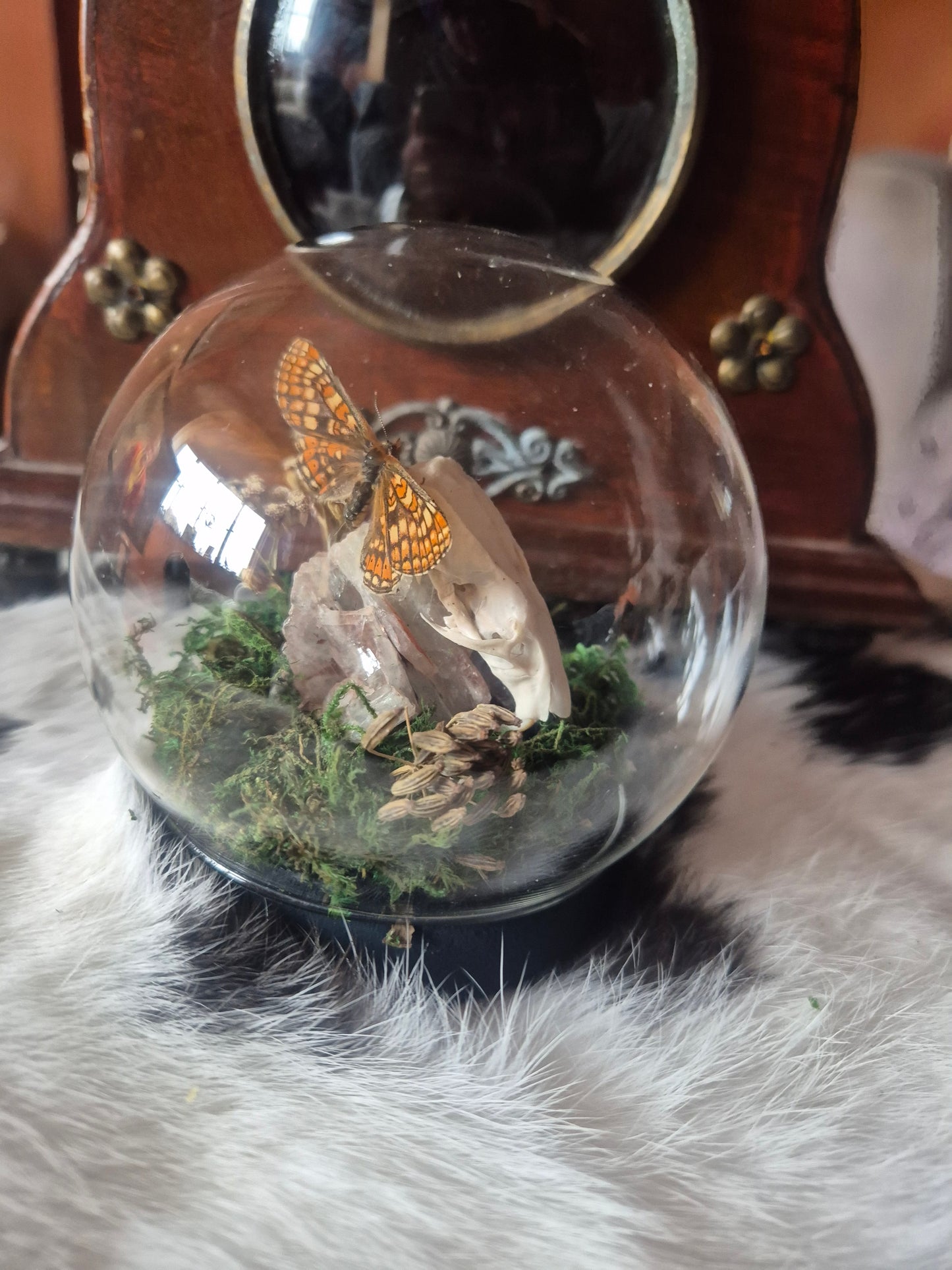 Rat Skull and Marsh Fritillary