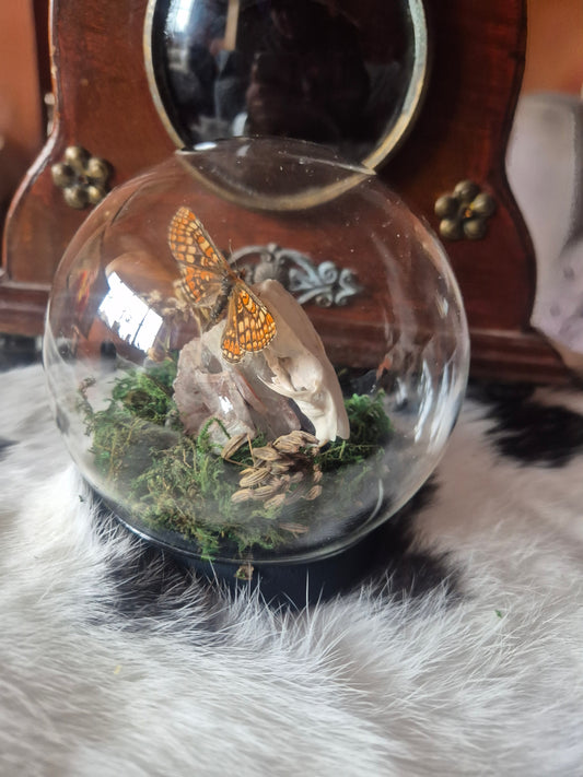 Rat Skull and Marsh Fritillary