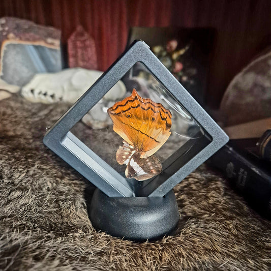 Butterfly Wing Frame