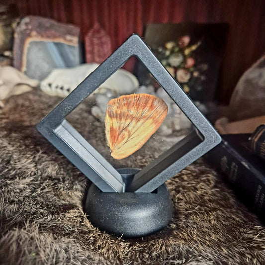 Butterfly Wing Frame