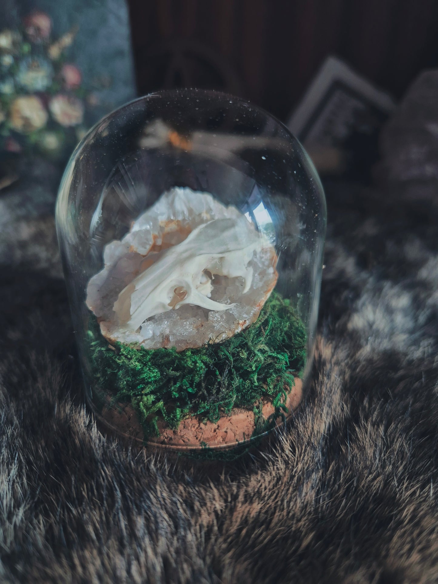 Rat Skull Dome