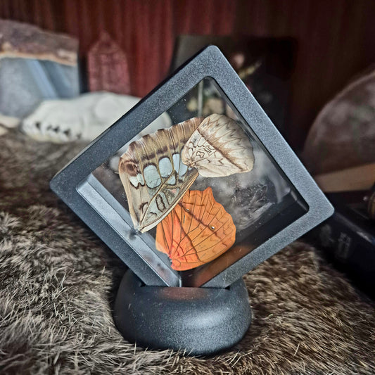 Butterfly Wing Frame