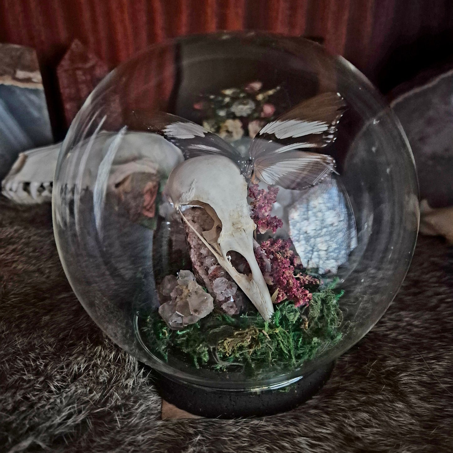Crow Skull and Butterfly Bubble Dome