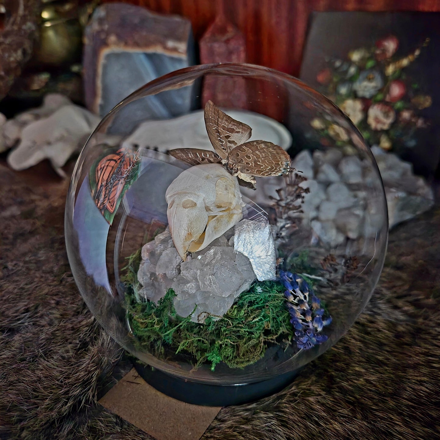Parakeet Skull and Butterfly Bubble Dome
