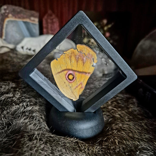 Butterfly Wing Frame