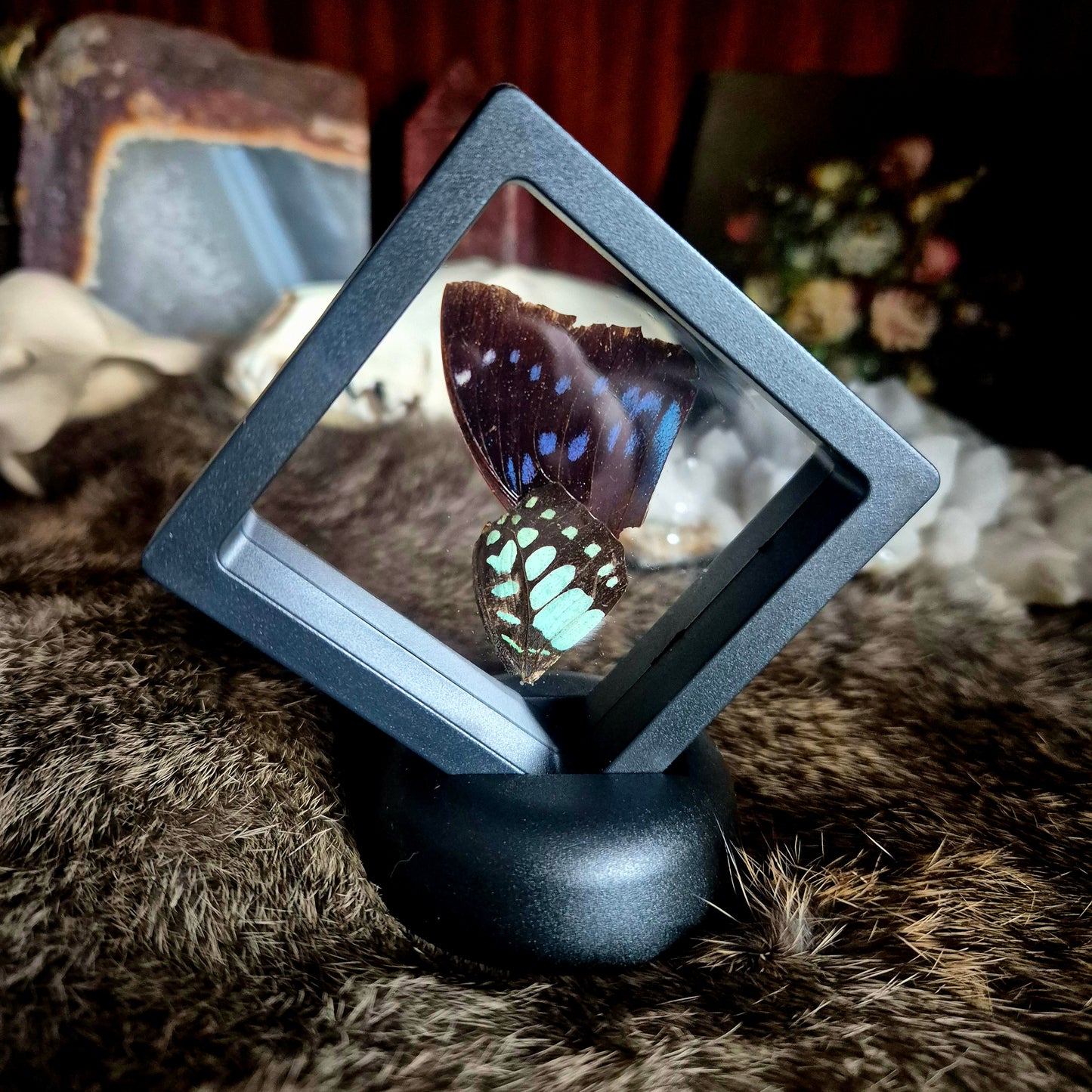 Butterfly Wing Frame