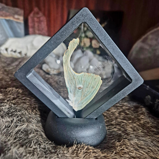 Butterfly Wing Frame