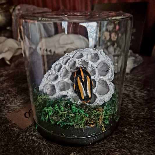 Black Tiger Beetle Jar