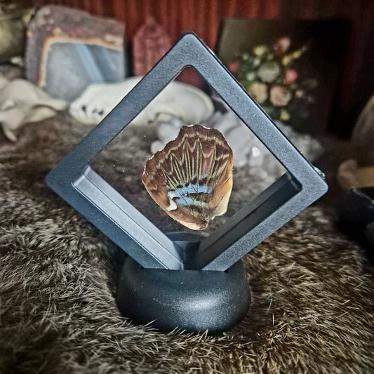 Butterfly Wing Frame