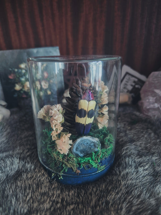 Chrysochroa Jewel Beetle Dome