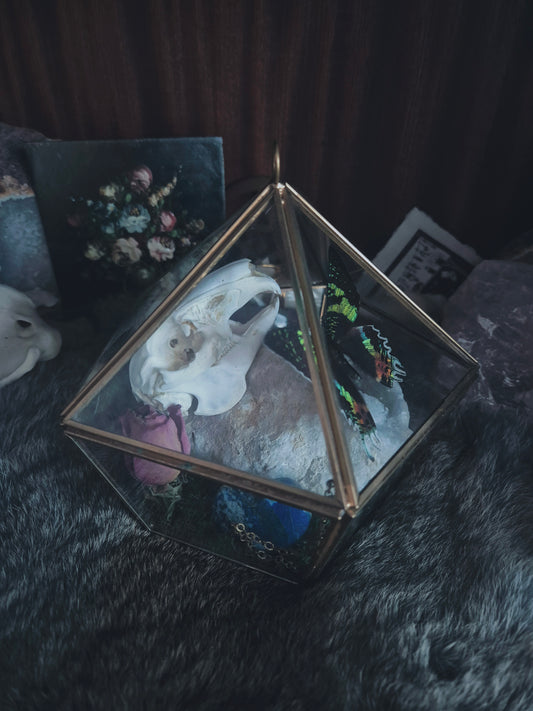 Rabbit Skull and Sunset Moth Glass Box