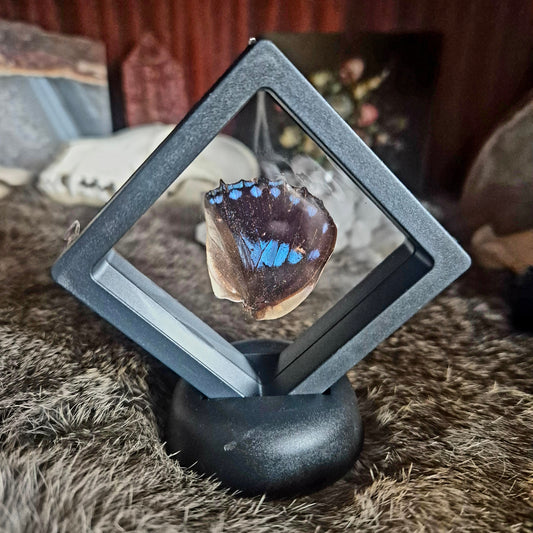 Butterfly Wing Frame