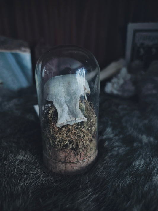 Partial Bird Skull Dome