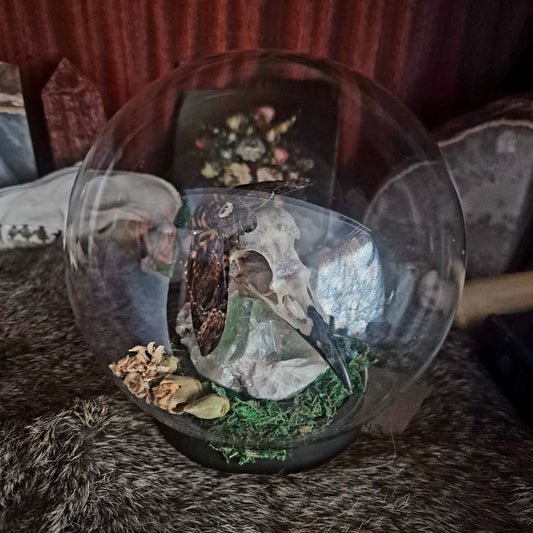 Crow Skull and Death Head Moth Bubble Dome