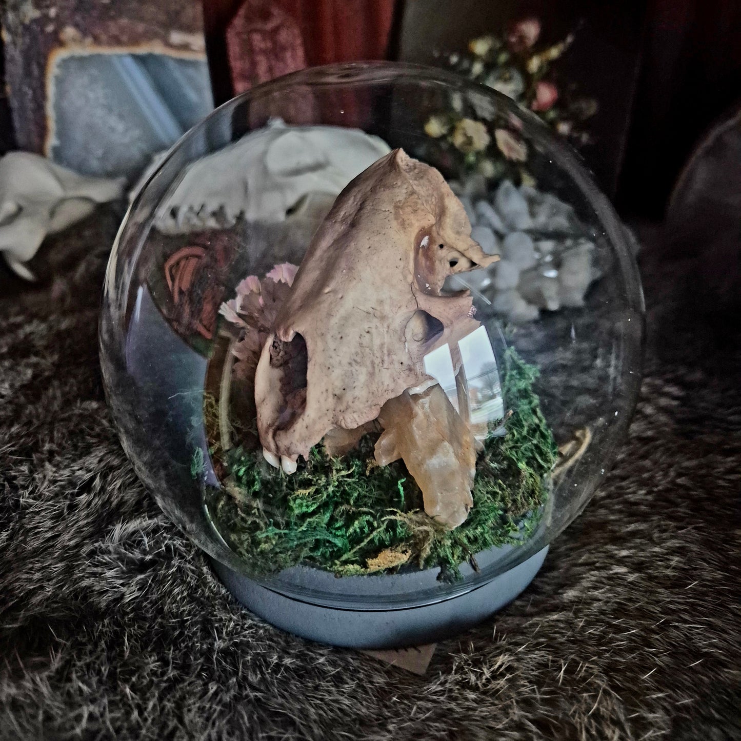 Partial Badger Skull Bubble Dome