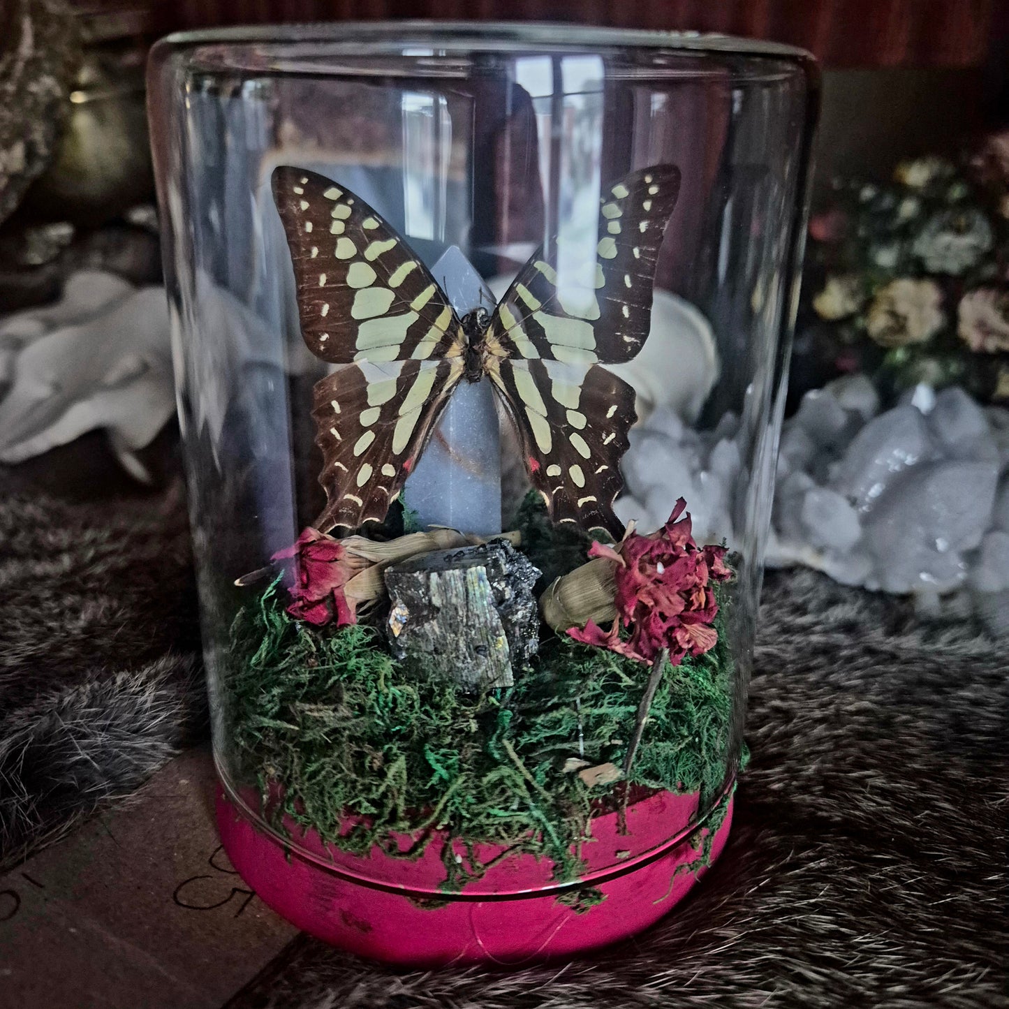Bluebottle Butterfly Jar