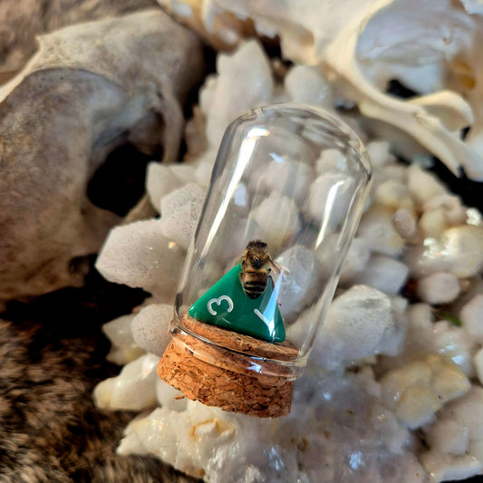 D&D Dice Bee Dome