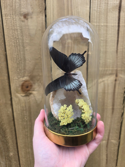Aziatische Swallowtail Dome