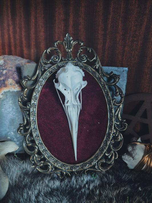 Gull Skull Frame