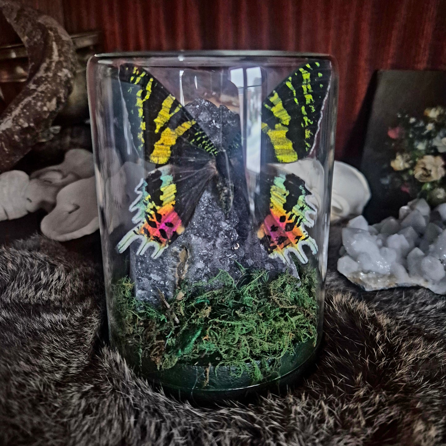 Madagascan Sunset Moth Jar