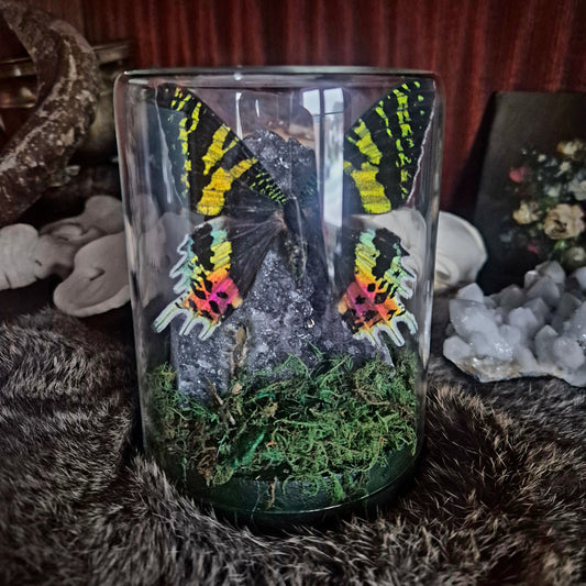 Madagascan Sunset Moth Jar