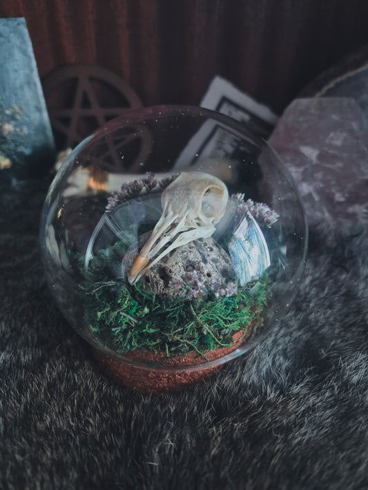 Pigeon Skull Dome