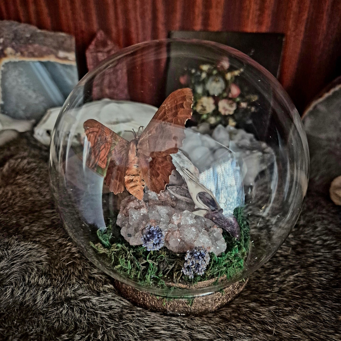Grouse Skull and Moth Bubble Dome
