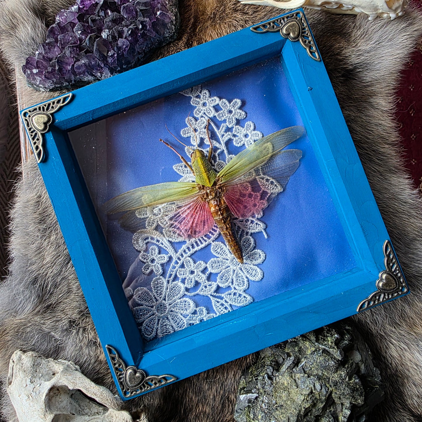 Rose-winged Grasshopper Frame