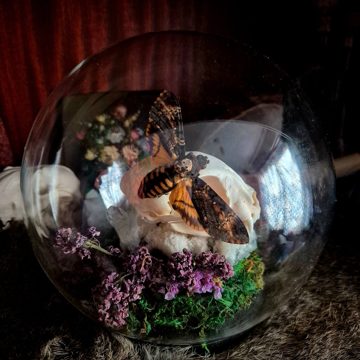 Cat Skull and Deathhead Moth Bubble Dome