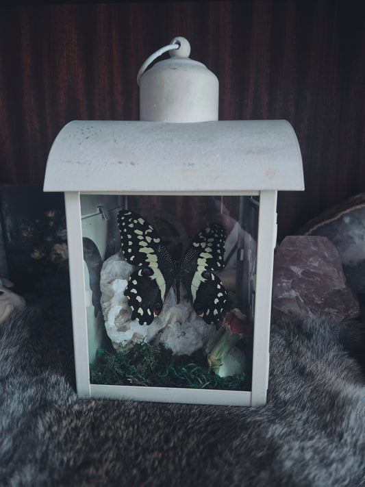 Butterfly Lantern