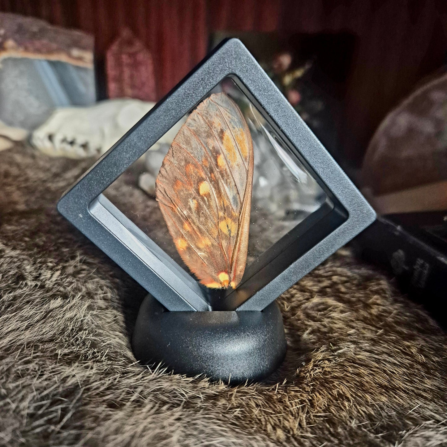 Butterfly Wing Frame