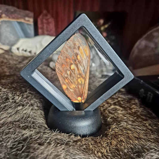 Butterfly Wing Frame