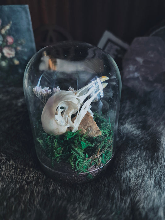 Pigeon Skull Dome