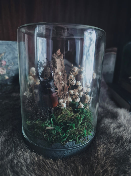 Brown Stag Beetle Dome