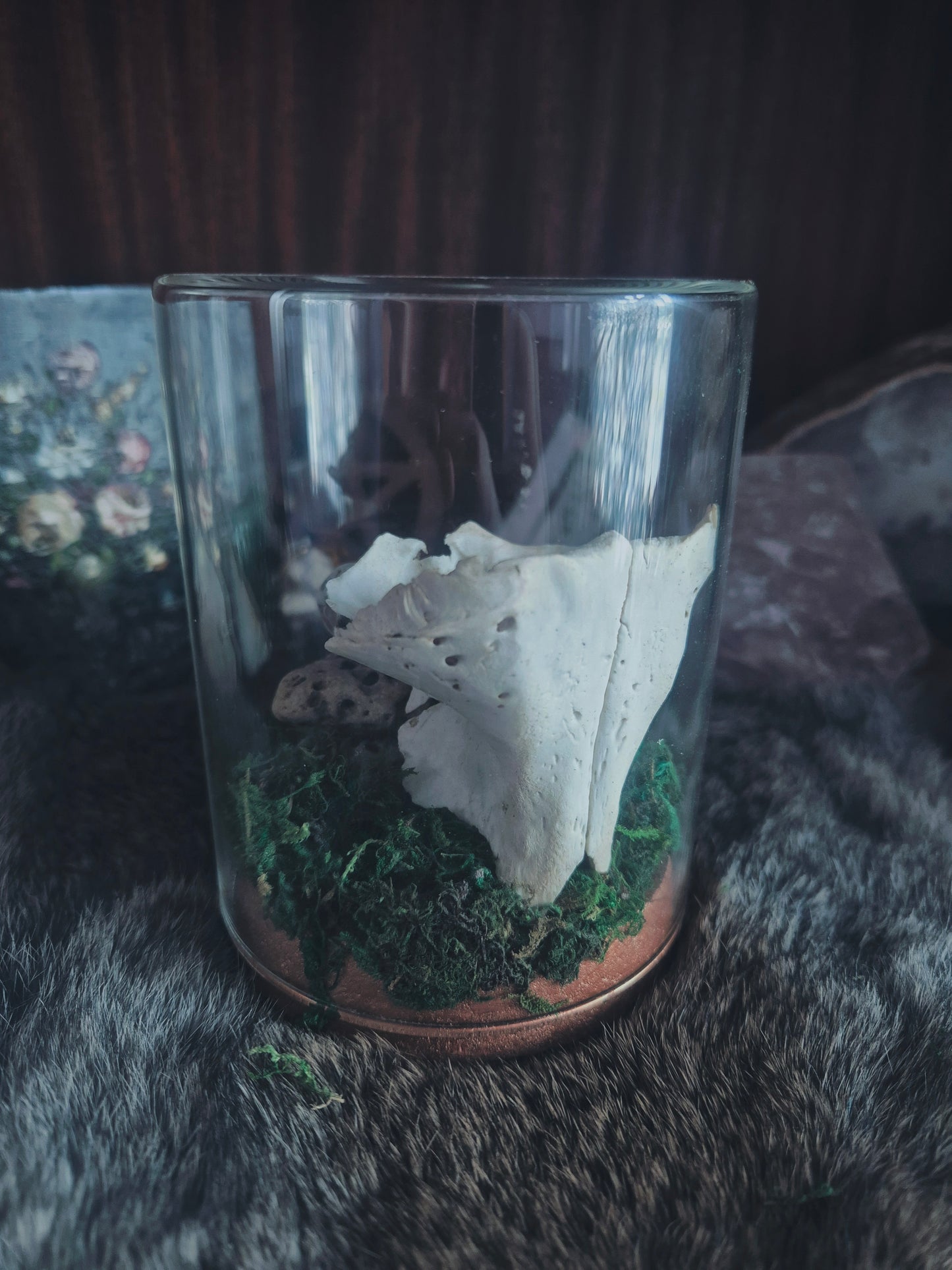 Partial Seal Skull Dome