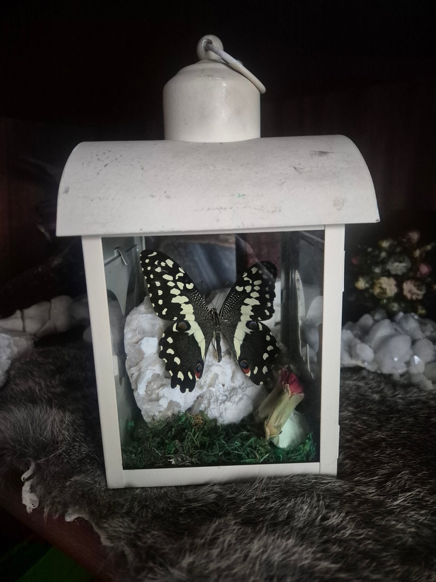 Butterfly Lantern