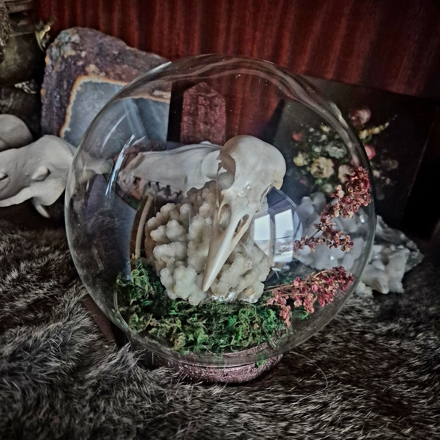 Crow Skull Bubble Dome